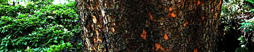 Random header image... Refresh for more!
